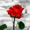 Ewige Rose