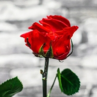 Ewige Rose
