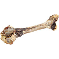 Hirsch Knochen,  L-Größe