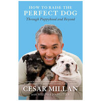 How to Raise the Perfect Dog