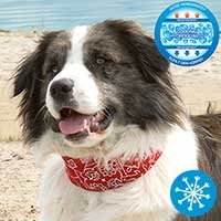 Hunde-Kühlhalsband - rot -