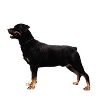 Kleine Aufkleber 4er Packung