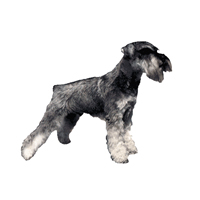 Kleine Aufkleber 4er Packung