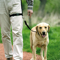 Legleader incl. Trainingsleine