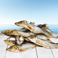 Lodde / Sprotten / Capelin