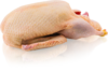 Südoldenburger Ente