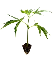 Amnesia Core Cut - Cannabis Stecklinge