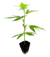 Gogurtz - Cannabis Stecklinge