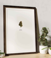 SUPER SKUNK - Hanfartig