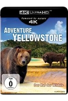 Adventure Yellowstone (4K Ultra HD)