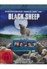 Black Sheep