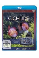 Cichlide - Tropische Aquarien