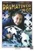 Dalmatiner in Not