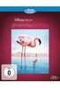 Das Geheimnis der Flamingos