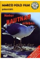 Das Leben der Möwen