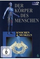 Der Körper des Menschen 6