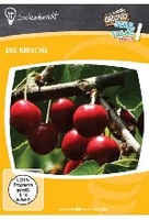 Die Kirsche
