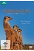 Erdmännchen - Wächter der Wüste im Team