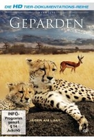 Geparden - Wildlife Edition