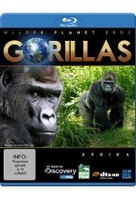 Gorillas - Wilder Planet Erde: Afrika