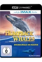 Humpback Whales (4K Ultra HD)