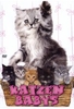 Katzenbabys