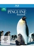 Pinguine Hautnah