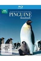 Pinguine Hautnah