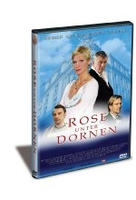 Rose unter Dornen