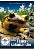 Rätselhafter Feuersalamander