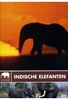 Safari - Indische Elefanten