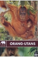 Safari - Orang Utans