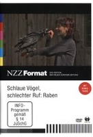 Schlaue Vögel,  schlechter Ruf: Raben - NZZ Format