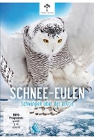 Schnee-Eulen - Schwingen über der Arktis