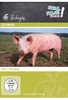 Schwein