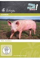 Schwein