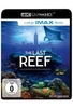 The Last Reef (4K Ultra HD)