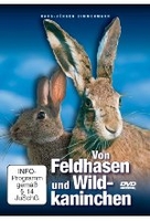 Von Feldhasen und Wildkaninchen