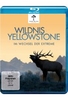 Wildnis Yellowstone - Im Wechsel der Extreme