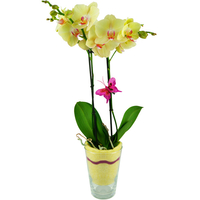 Dekorative,  gelbe Orchidee (Phalaenopsis) im Glas