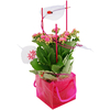 Pflanzgesteck Kalanchoe mit Tasche