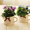 7.87 "Photokatalysator Materialien Kleine Begonia Blumengesteck New Style mit blauer Farbe