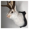 Jackalope-Kaninchen-Wanddekoration,  die neueste Legende des Geweihs,  Kunst-Wandhalterung aus Kunstharz,  Simulation eines Kopfexemplars