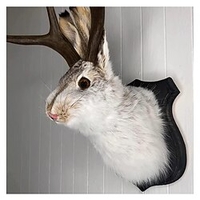 Jackalope-Kaninchen-Wanddekoration,  die neueste Legende des Geweihs,  Kunst-Wandhalterung aus Kunstharz,  Simulation eines Kopfexemplars
