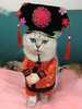 Faschingskostüm Hund Karneval Kostüm Polyester in Rot Aristokrat Satingewebe Chinesische Stil Oberteil&mit Hut Karneval Kostüm