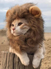 Faschingskostüm Hund Kostüm Halloweem Lion Mähne Perücke braun Kunstpelz Katze Kostüme Karneval Kostüm