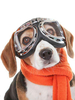 Haustier Kostüm Transparente Brille Polyester Pet Supply