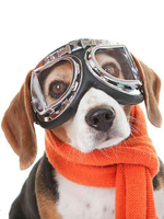 Haustier Kostüm Transparente Brille Polyester Pet Supply