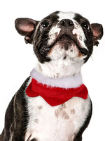 Haustier Kostüm Weihnachten Red Choker Polyester Pet Supply