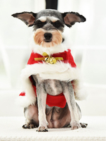 Haustier Kostüm Weihnachten rote Kleidung Polyester Pet Supply